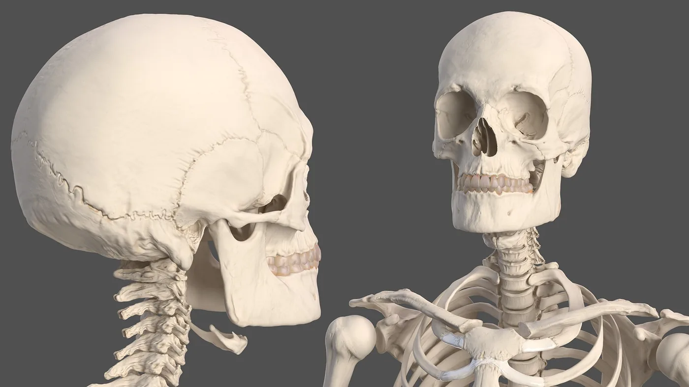 Male Full Body Anatomy and Skin 3D Model