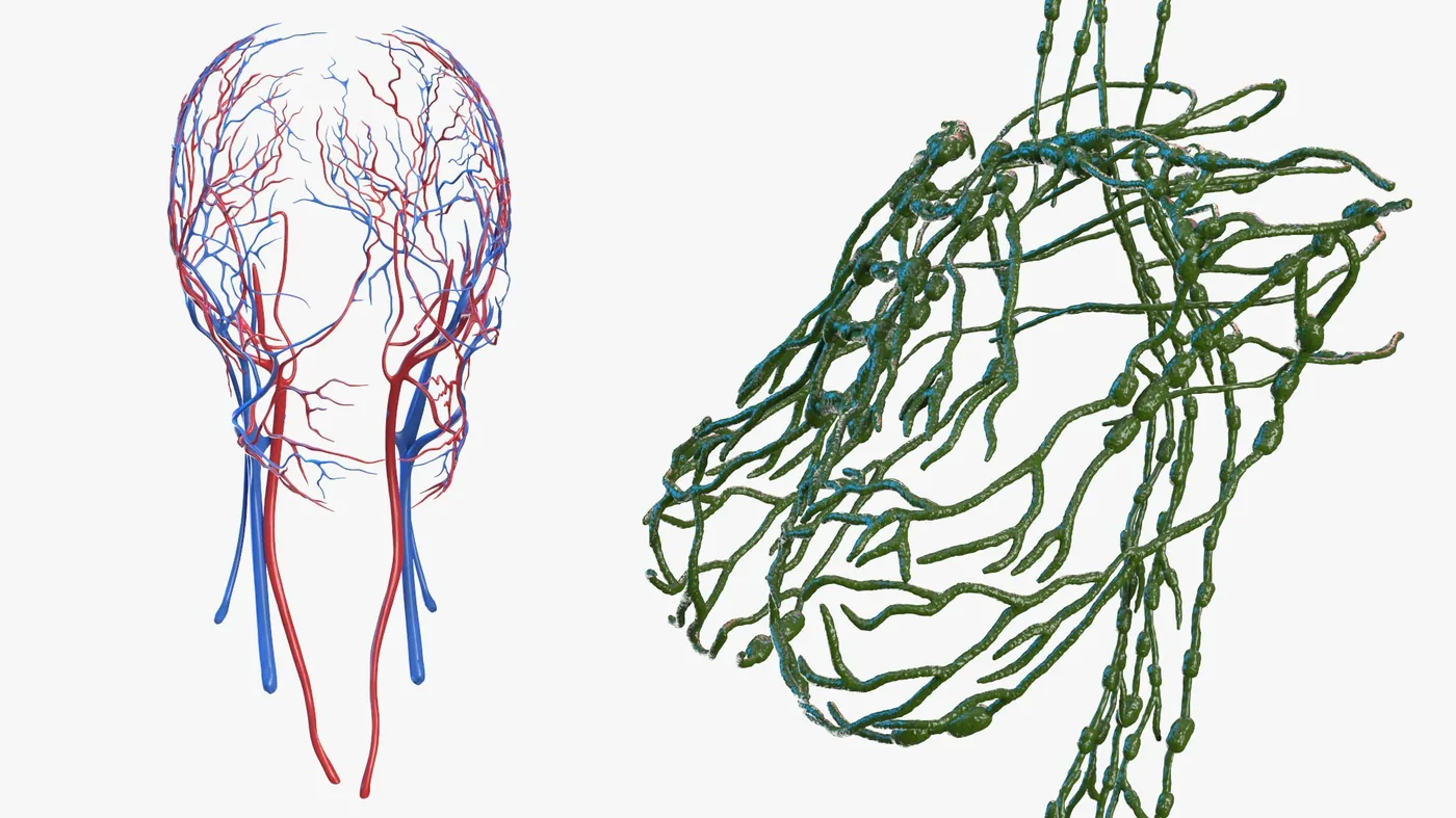 Complete Female Body Anatomy and Skin 3D Model