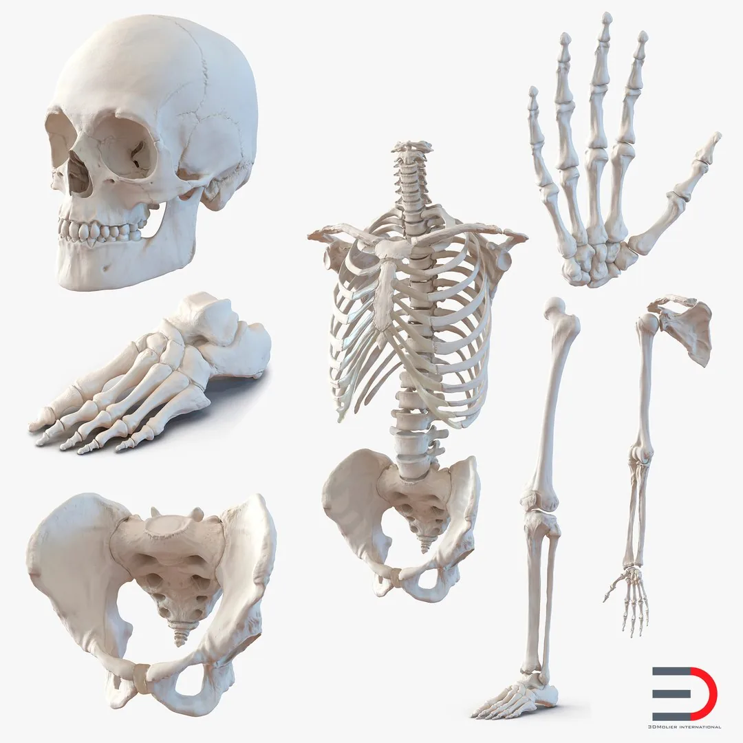 Male Skeleton Collection 3D Model