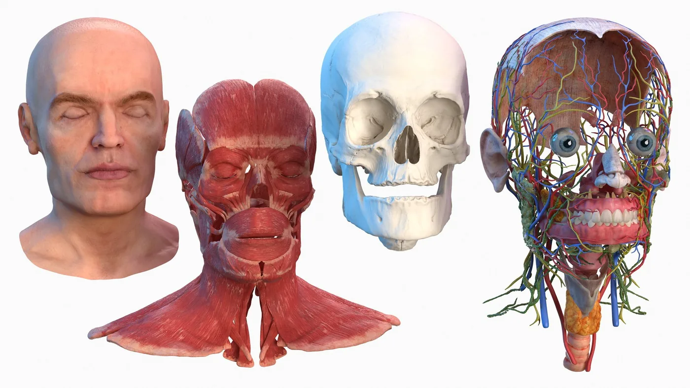 Human Head Full Anatomy and Skin 3D Model