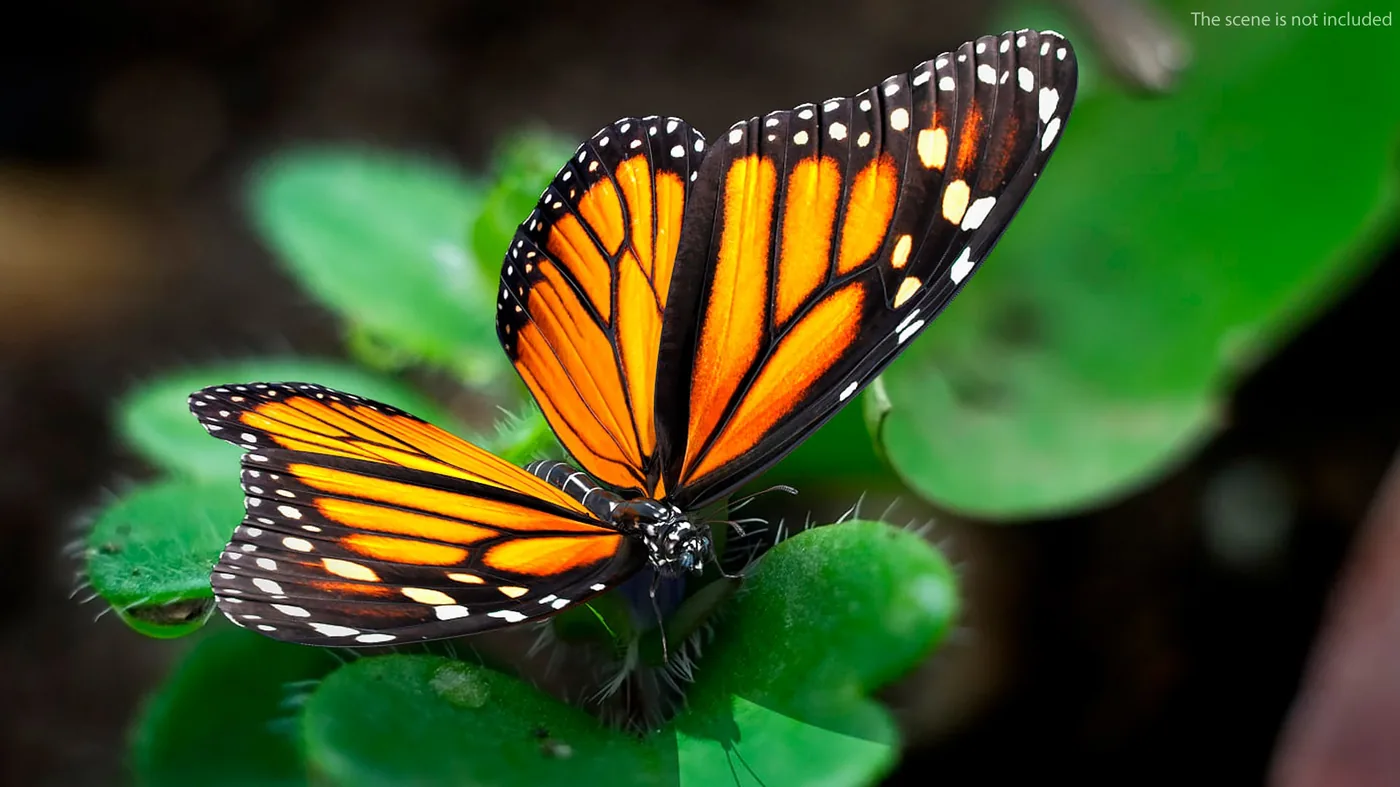 Animated Flying Monarch Butterfly Rigged for Maya 3D Model