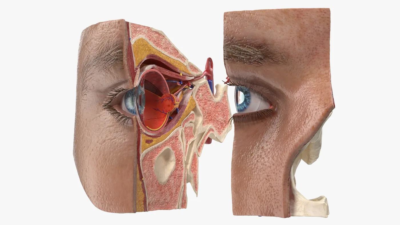 Eye Anatomy Cross-Section 3D Model