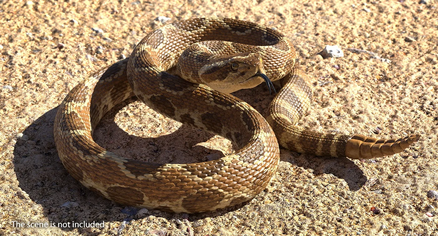 Rattlesnake Rigged for Cinema 4D 3D Model