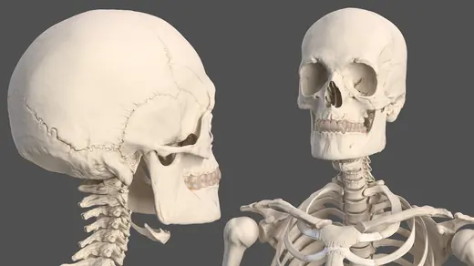 Male Full Body Anatomy and Skin 3D Model