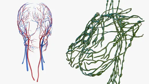 Complete Female Body Anatomy and Skin 3D Model