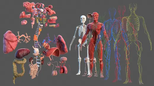 Male Full Body Anatomy 3D Model