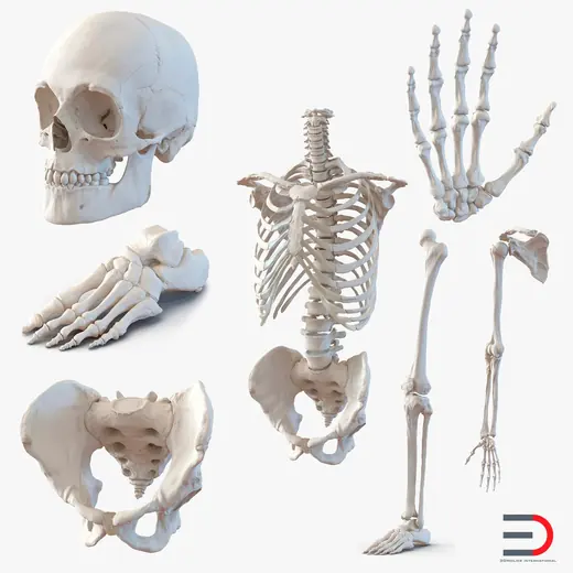 Male Skeleton Collection 3D Model