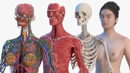 Complete Female Body Anatomy Fur 3D Model
