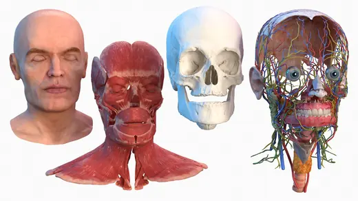 Human Head Full Anatomy and Skin 3D Model