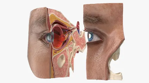 Eye Anatomy Cross-Section 3D Model