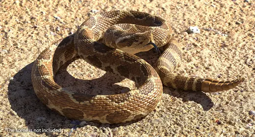 Rattlesnake Rigged for Cinema 4D 3D Model