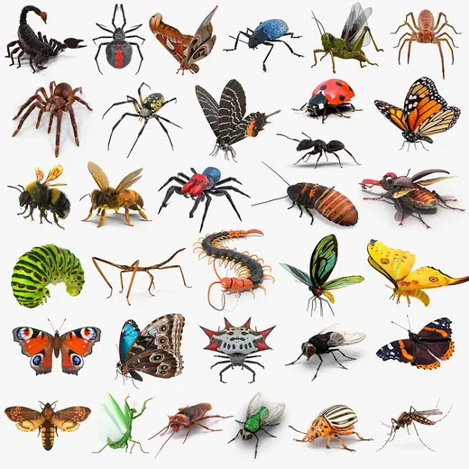Insects Big Rigged Collection 5 3D Model